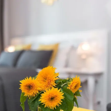 Sunflower Krakow
